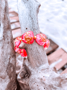 BRACELET SAORI X ATELIER OTE ROSE CORAIL
